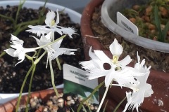 027-Habenaria-Radiata