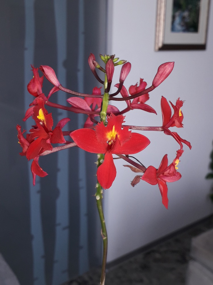 Orchidea nera, Orchidea, Coltivare i fiori